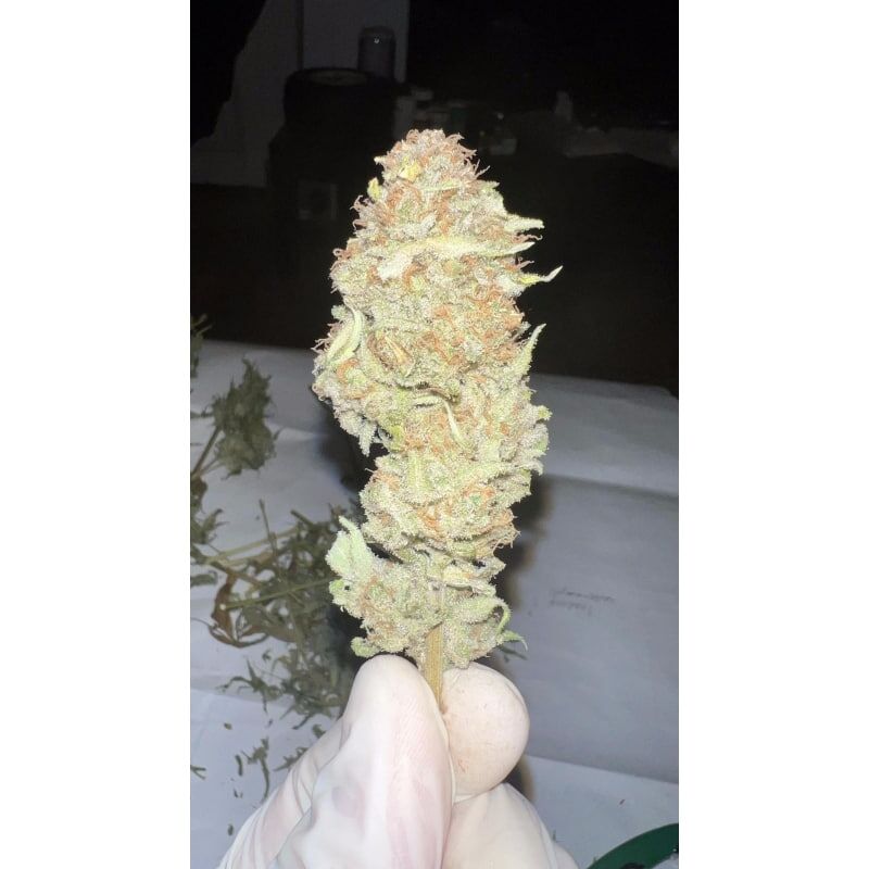 Green Papaya, Фасовка: 5, изображение 8